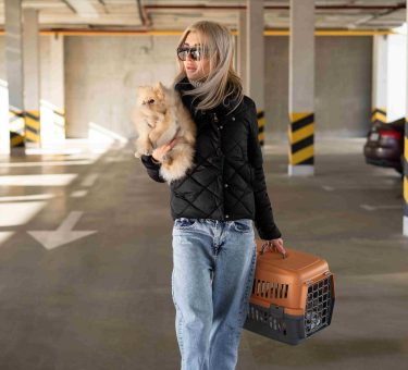 Dog Relocation Dubai Checklist: Avoid Rejection at Airport & Customs